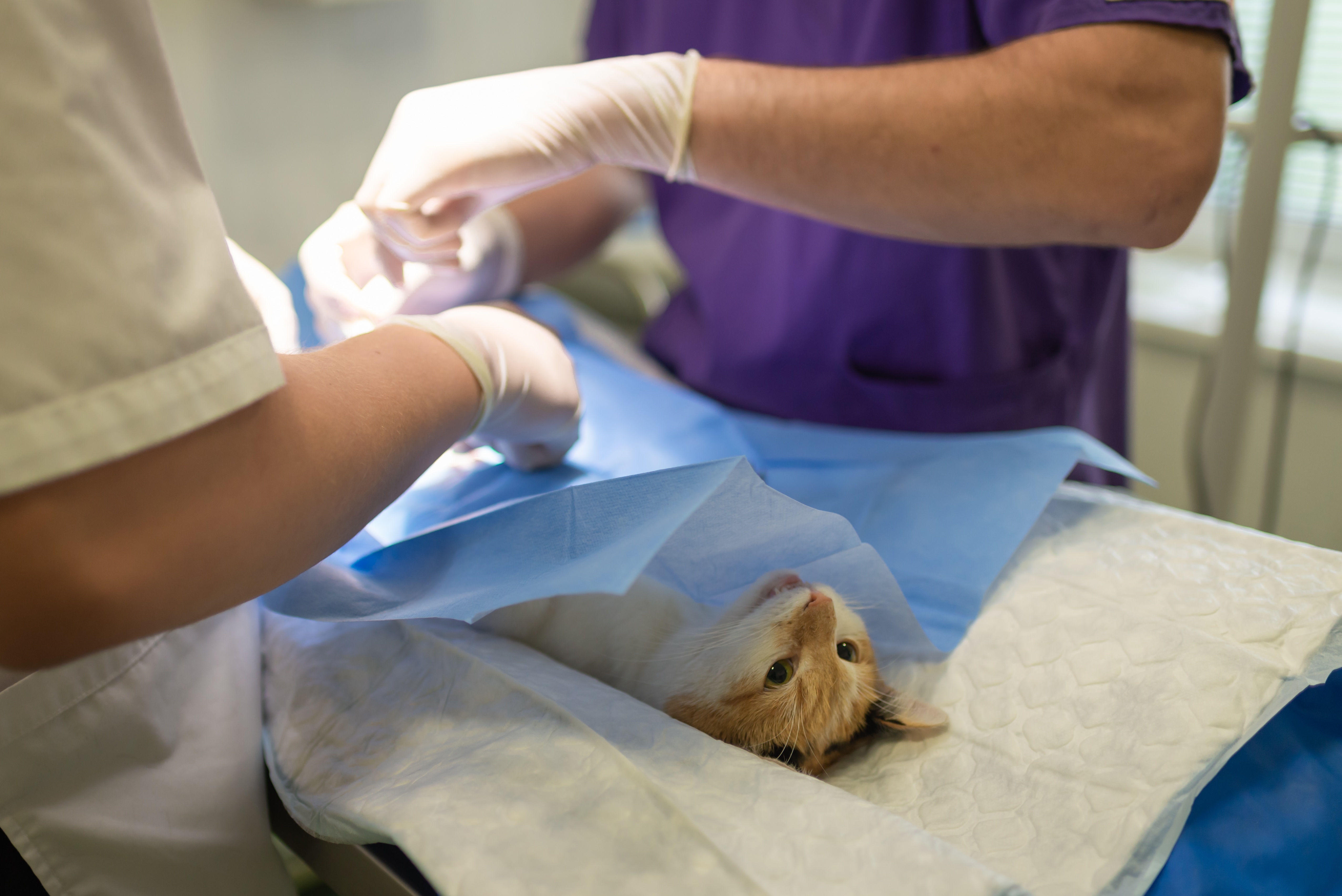 Clínica VetCare BCN