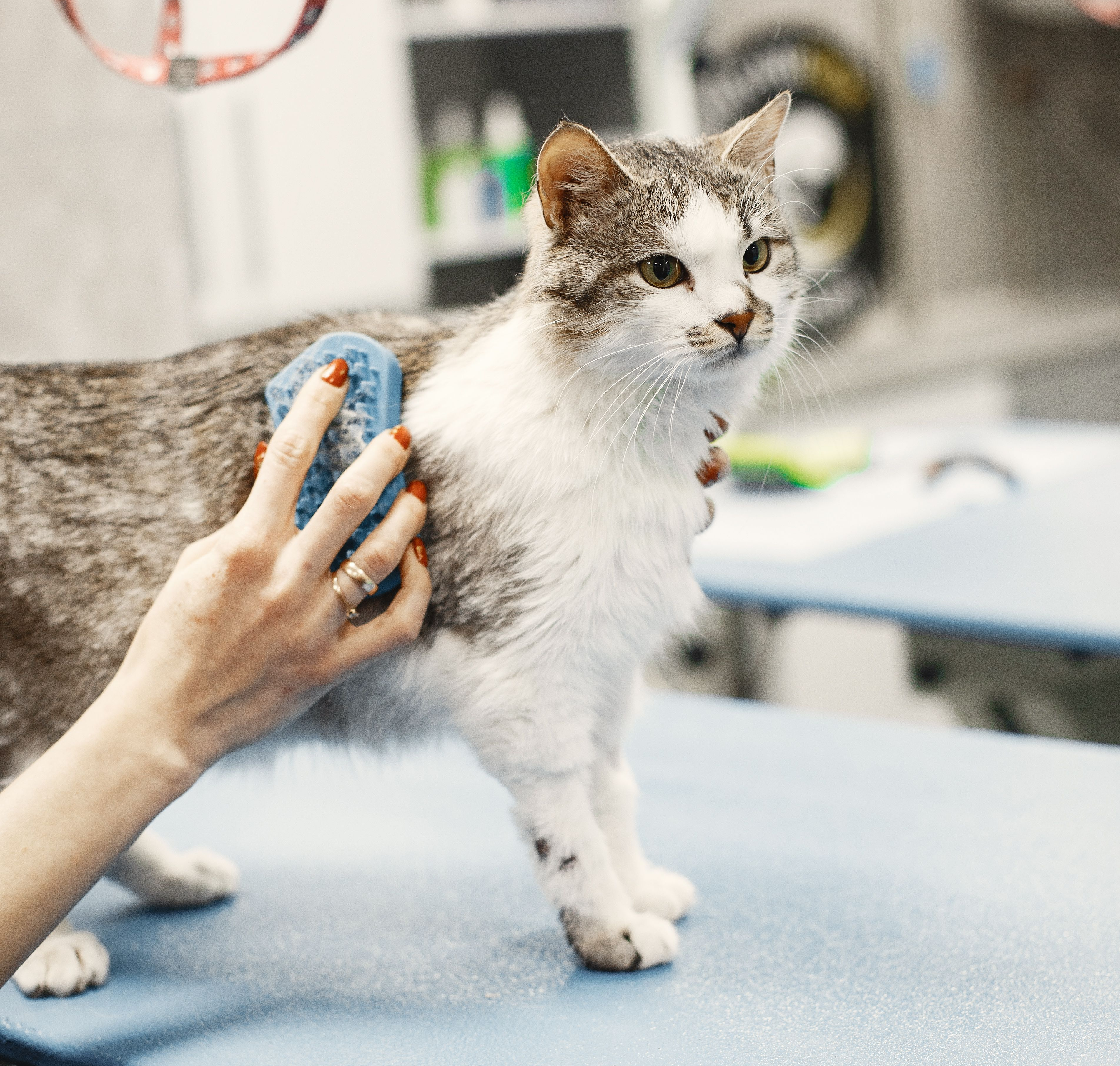 Veterinario con mascota